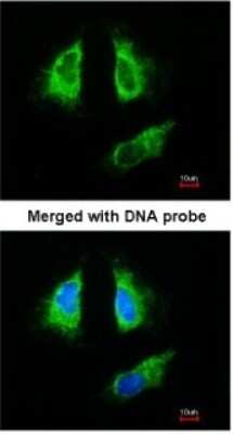 Immunocytochemistry/ Immunofluorescence: 14-3-3 beta/alpha Antibody [NBP1-33454]