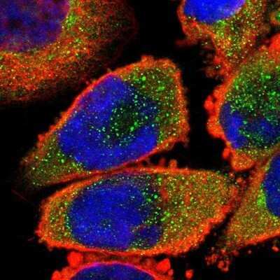 Immunocytochemistry/ Immunofluorescence: 14-3-3 beta/alpha Antibody [NBP1-80611]