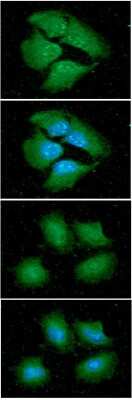 Immunocytochemistry/ Immunofluorescence: 14-3-3 epsilon Antibody (4F8) - BSA Free [NBP2-59395]