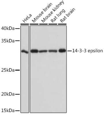 Western Blot: 14-3-3 epsilon Antibody (4X6E1) [NBP3-16515]