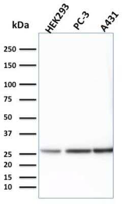 Western Blot: 14-3-3 epsilon Antibody (CPTC-YWHAE-1)Azide and BSA Free [NBP2-79944]