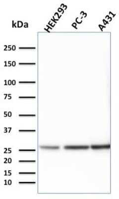 Western Blot: 14-3-3 epsilon Antibody (CPTC-YWHAE-1) [NBP2-79810]