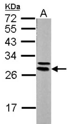 Western Blot: 14-3-3 epsilon Antibody [NBP1-33554]