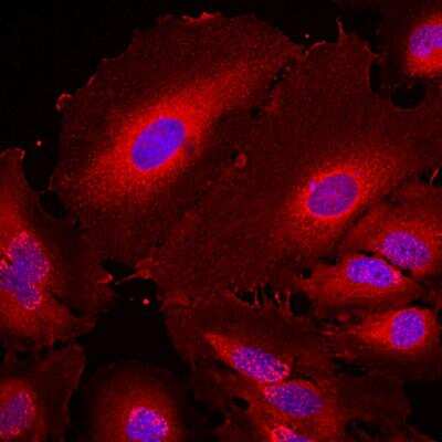 Immunocytochemistry/ Immunofluorescence: 14-3-3 eta Antibody (3G12) [NBP1-92691]