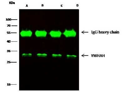 Immunoprecipitation: 14-3-3 eta Antibody [NBP2-99642]