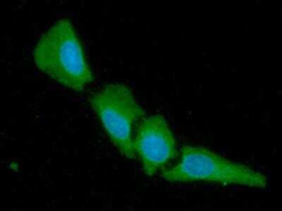 Immunocytochemistry/ Immunofluorescence: 14-3-3 gamma Antibody (AT4B9) - BSA Free [NBP2-50579]