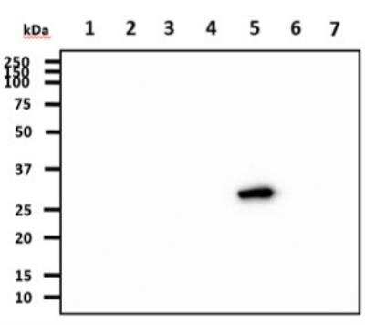 Western Blot: 14-3-3 gamma Antibody (AT4B9)BSA Free [NBP2-50579]