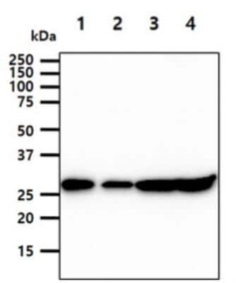Western Blot: 14-3-3 gamma Antibody (AT4B9)BSA Free [NBP2-50579]