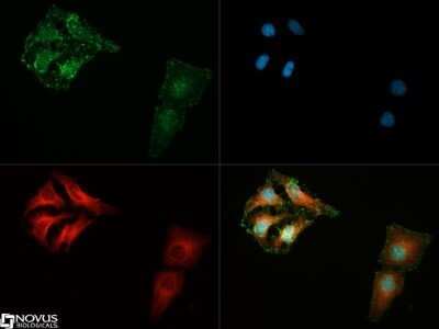 Immunocytochemistry/ Immunofluorescence: 14-3-3 gamma Antibody (KC21) - Azide and BSA Free [NBP2-81016]