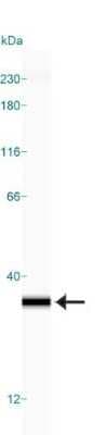 Simple Western: 14-3-3 gamma Antibody (KC21)Azide and BSA Free [NBP2-81016]