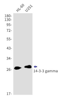 Western Blot: 14-3-3 gamma Antibody (S01-4C7) [NBP3-20083]