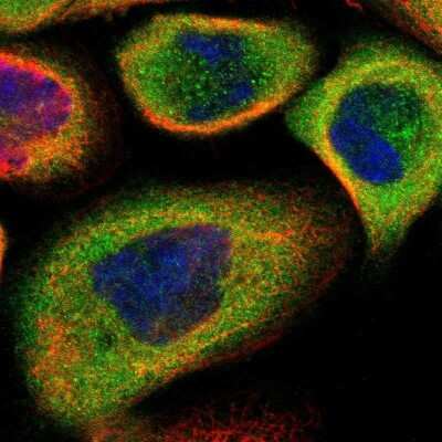 Immunocytochemistry/ Immunofluorescence: 14-3-3 sigma/Stratifin Antibody [NBP1-80610]