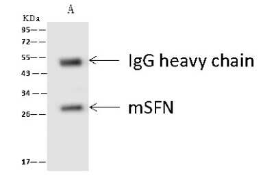 Immunoprecipitation: 14-3-3 sigma/Stratifin Antibody [NBP2-98309]