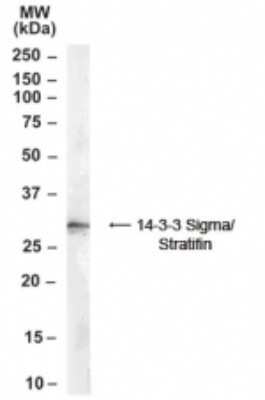 Western Blot: 14-3-3 sigma/Stratifin Antibody [NB100-2465]