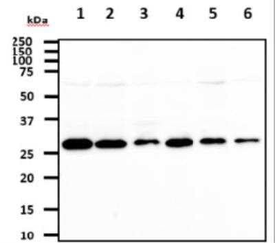 Western Blot: 14-3-3 tau/theta Antibody (1A1)BSA Free [NBP1-21301]
