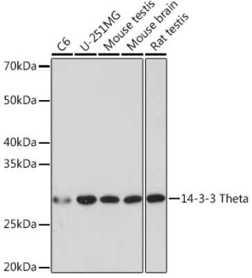 Western Blot: 14-3-3 tau/theta Antibody (9G6M4) [NBP3-16722]