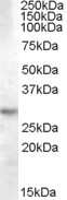 Western Blot: 14-3-3 tau/theta Antibody [NBP1-06008]