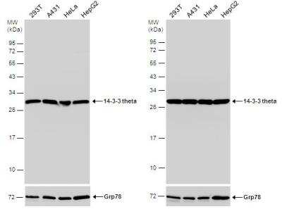 Western Blot: 14-3-3 tau/theta Antibody [NBP1-31537]