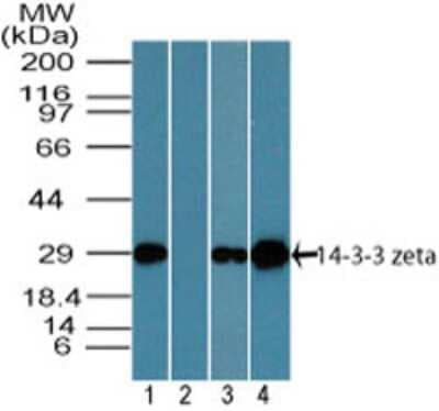 Western Blot: 14-3-3 zeta Antibody [NBP2-24593]