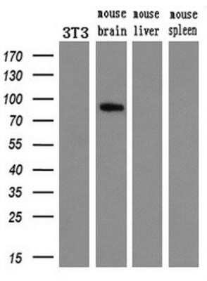 Western Blot: 15-Lipoxygenase 1 Antibody (OTI3G8)Azide and BSA Free [NBP2-70169]