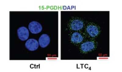 Immunocytochemistry/ Immunofluorescence: 15-PGDH/HPGD Antibody [NB200-179]