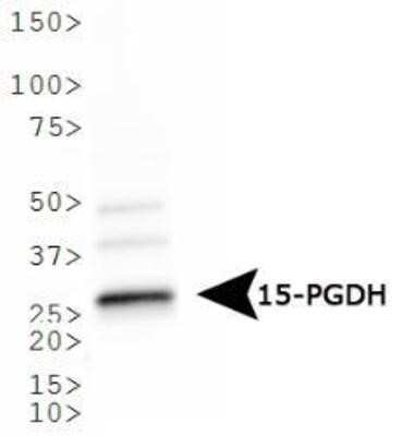 Western Blot: 15-PGDH/HPGD Antibody [NB200-179]