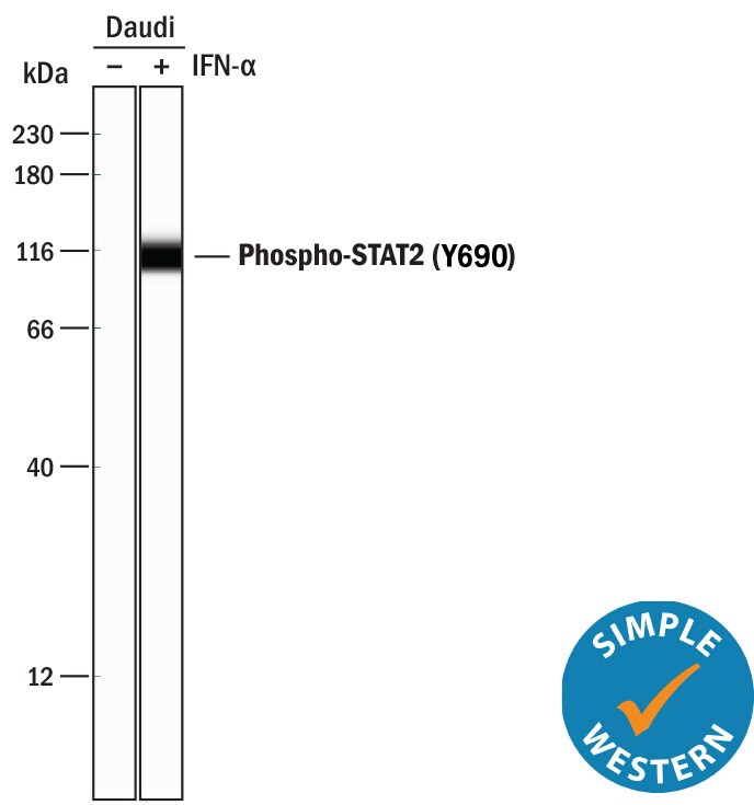 Detection of Human Phospho-STAT2 (Y689) antibody by Simple WesternTM.