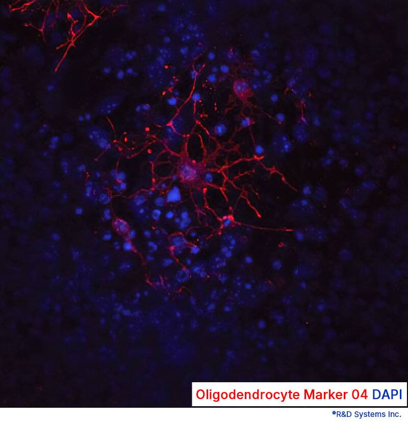 Staining of oligodendrocytes with anti-Oligodendrocyte Marker O4 in red and counterstained with DAPI in blue
