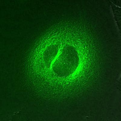 flutax 1 labeled HeLa cells