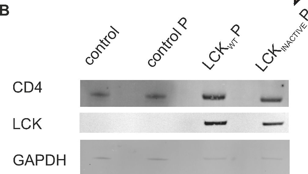 Detection of Mouse Human/Mouse/Rat GAPDH Antibody by Western Blot