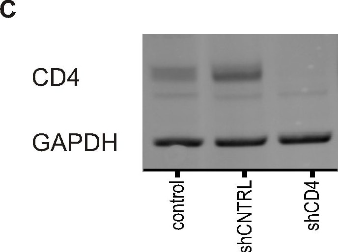 Detection of Mouse Human/Mouse/Rat GAPDH Antibody by Western Blot