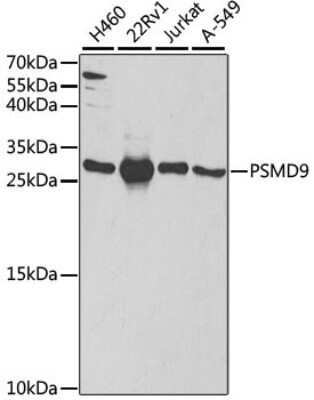 Western Blot: 26S proteasome subunit 9 AntibodyBSA Free [NBP2-92894]