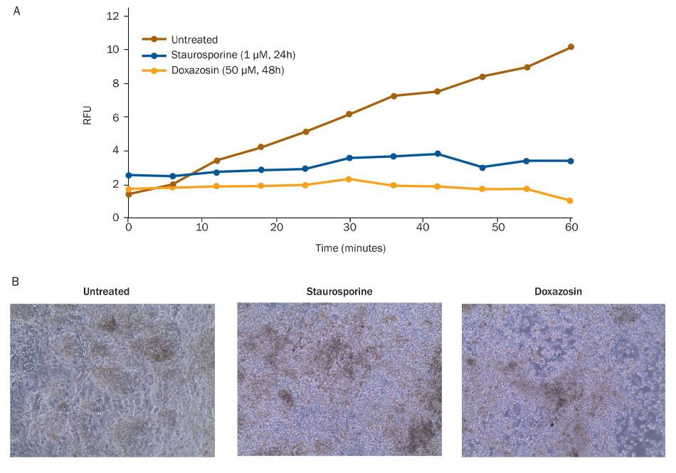 Reduced viability of differentiated cardiomyocytes exposed to cardiotoxic small molecules
