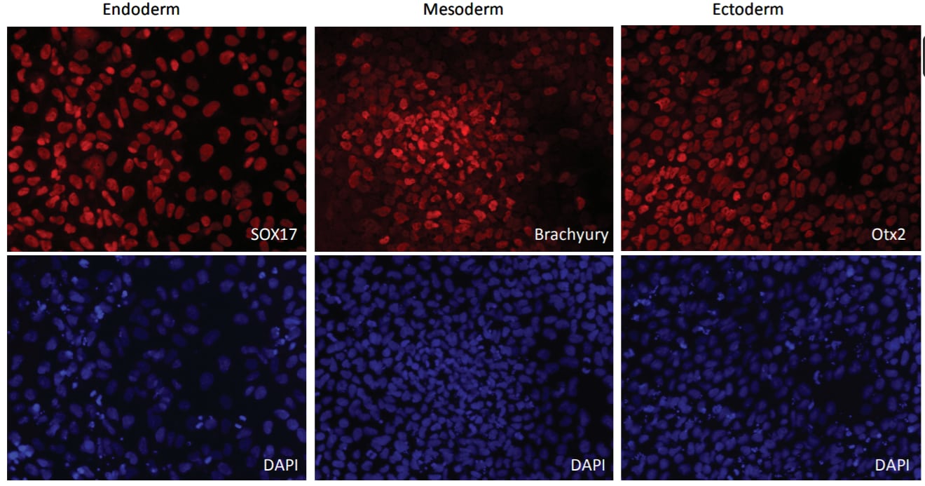 Trilineage Differentiation of Human Pluripotent Stem Cells using Cultrex ReadyBME