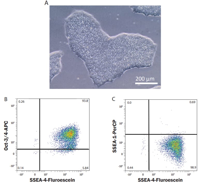 Maintenance of Human Induced Pluripotent Stem Cells_Cultrex ReadyBME_3434-050-RTU