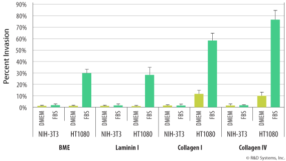 Migration of NIH-3T3 and HT1080 Cells_Cultrex Cell Invasion_3455-096-K