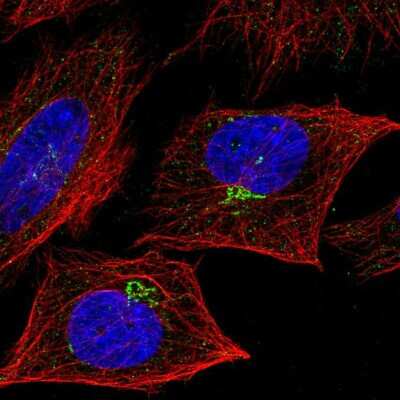 Immunocytochemistry/ Immunofluorescence: 4-1BB Ligand/TNFSF9 Antibody [NBP2-56103]