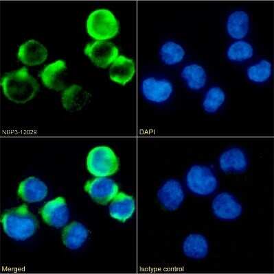 Immunocytochemistry/ Immunofluorescence: 4-1BB/TNFRSF9/CD137 Antibody (4B4-1-1) - Chimeric - Azide and BSA Free [NBP3-12029]