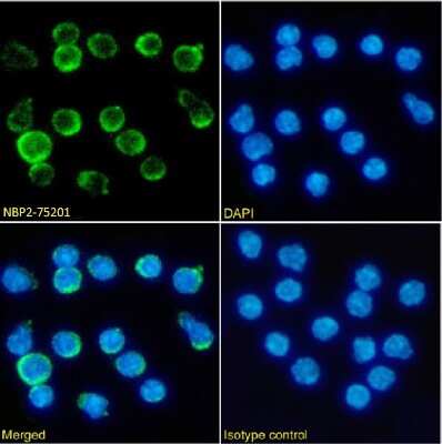 Immunocytochemistry/ Immunofluorescence: 4-1BB/TNFRSF9/CD137 Antibody (LOB12.3) - Chimeric - Azide and BSA Free [NBP2-75201]