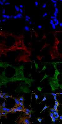 Immunocytochemistry/ Immunofluorescence: 4-Hydroxy-2-hexenal Antibody (6F10) [NBP2-59352]