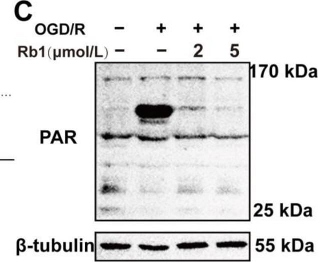 Detection of Mouse PAR/pADPr by Western Blot