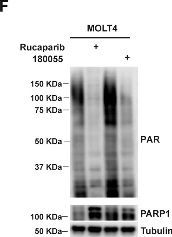 Detection of PAR/pADPr by Western Blot