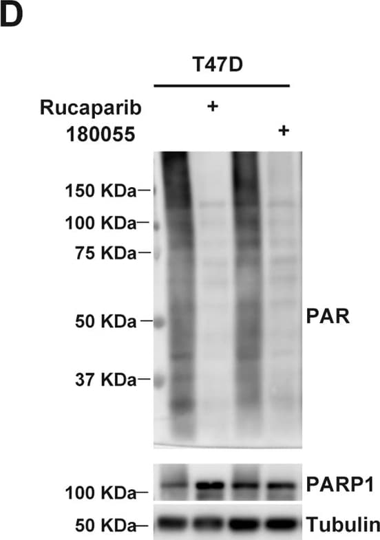 Detection of PAR/pADPr by Western Blot
