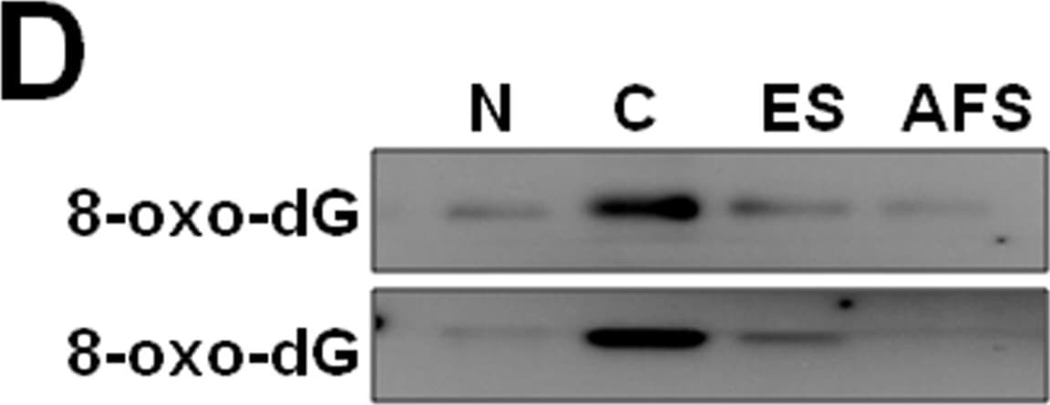 Detection of Rat 8-oxo-dG by Western Blot