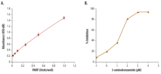 Inhibition of PARP Activity by 3-aminobenzamide_4677-096-K