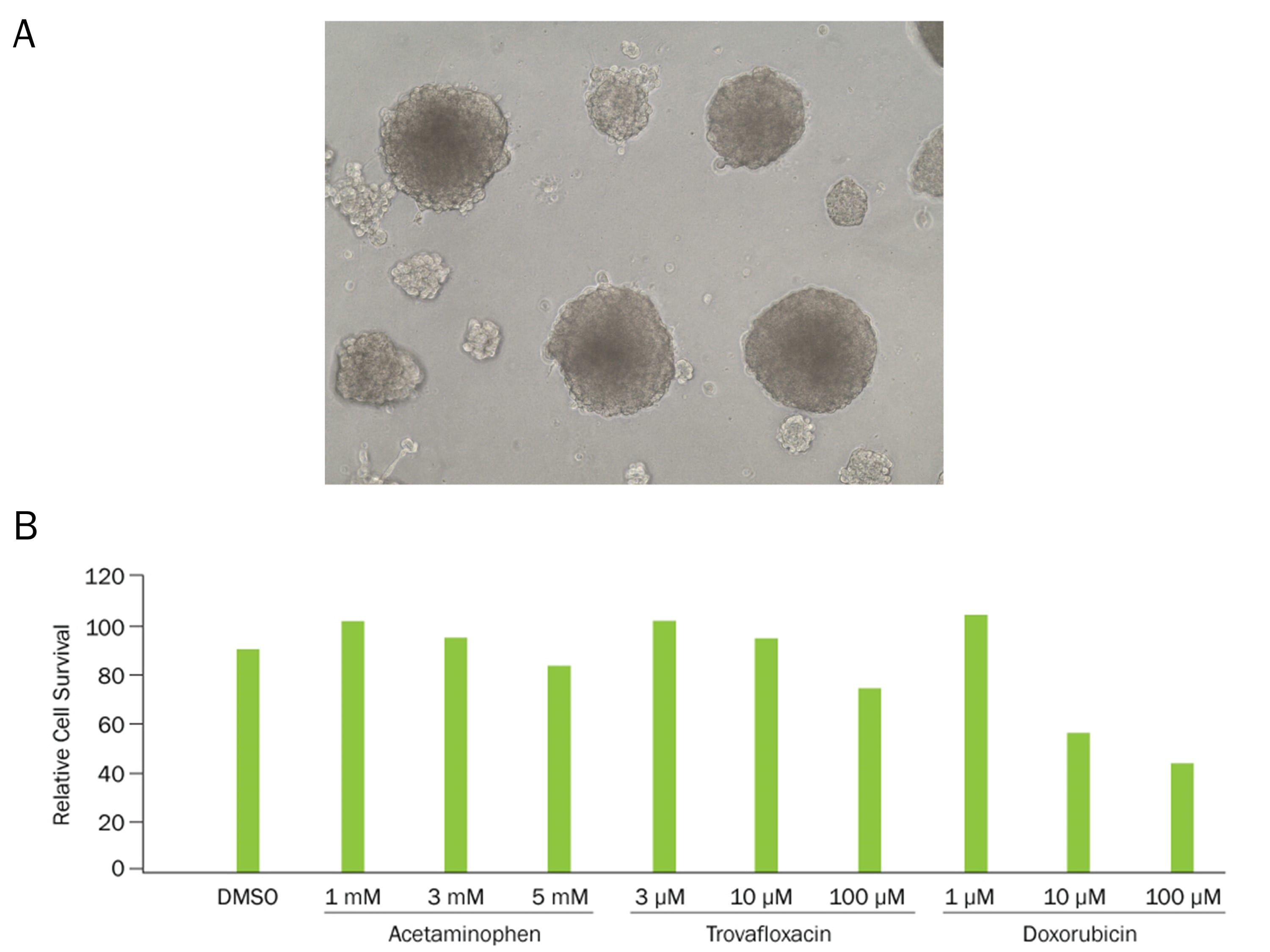HepG2 Spheroid Toxicity Detected using the TACS MTT Proliferation Assay