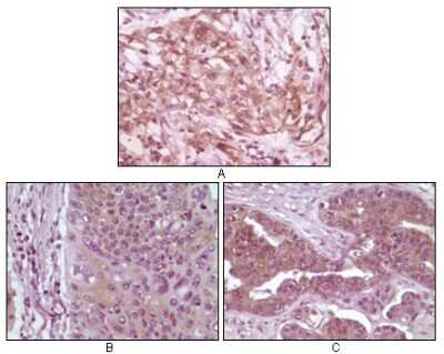 Immunohistochemistry-Paraffin: 4EBP1 Antibody (11G12C11) - BSA Free [NBP1-47366]