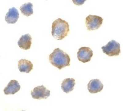 Immunocytochemistry/ Immunofluorescence: 4EBP1 Antibody - BSA Free [NBP1-76621]