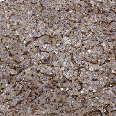 Immunohistochemistry-Paraffin: 5'-Nucleotidase/CD73 Antibody [NBP1-85740]