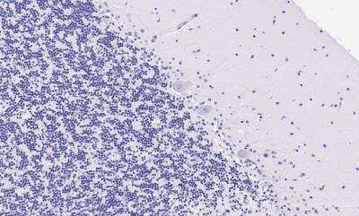 Immunohistochemistry-Paraffin: 5-HT2A Antibody [NBP2-26091]